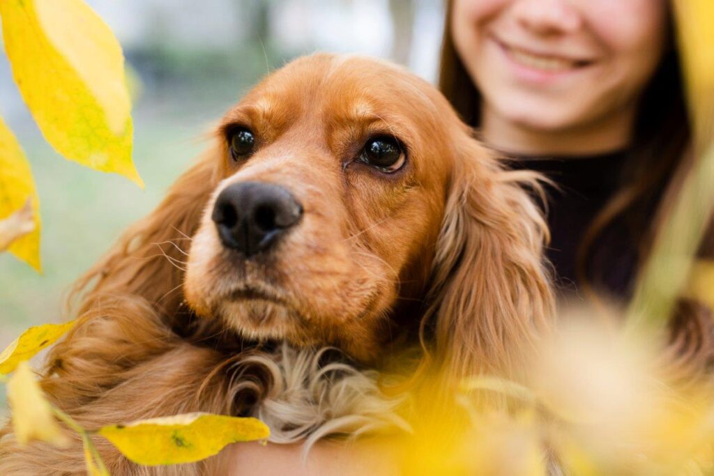 Abril Laranja: mês da prevenção à crueldade contra animais