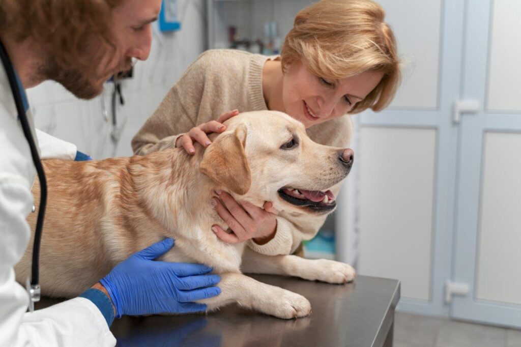 Você sabe o que é castração e os benefícios para o seu amigo pet?